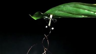 Flying Robot: Bio-inspired Robot Perches, Resumes Flight