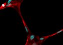 3D Printed Microfibers Could Provide Structure for Artificially Grown Body Parts